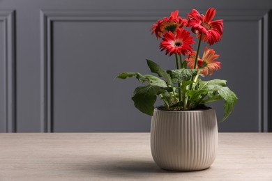 Beautiful gerbera flower in pot on light wooden table near grey wall, space for text