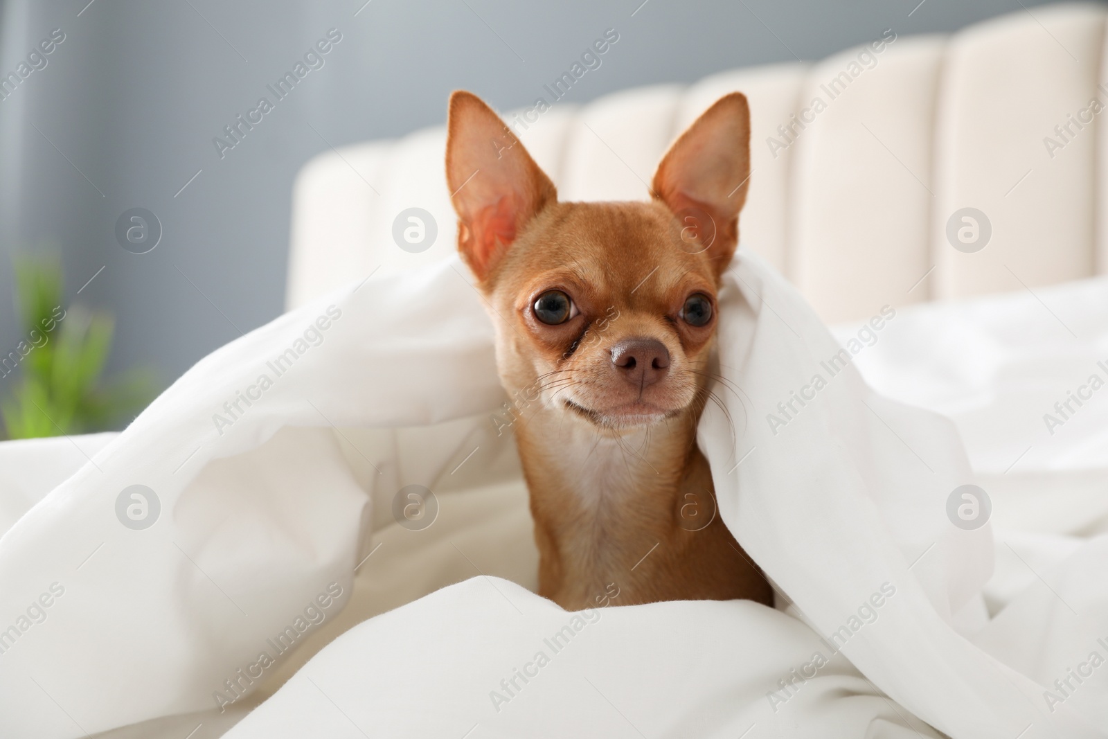 Photo of Cute Chihuahua dog under blanket at home