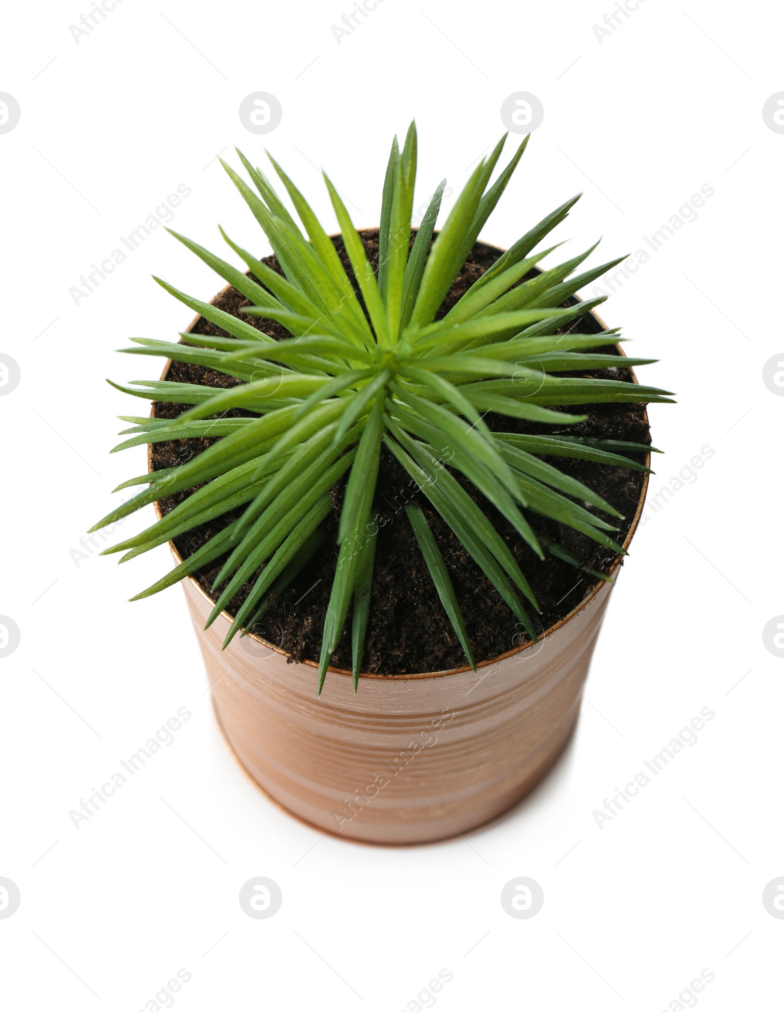 Photo of Beautiful succulent plant in painted tin can isolated on white. Home decor