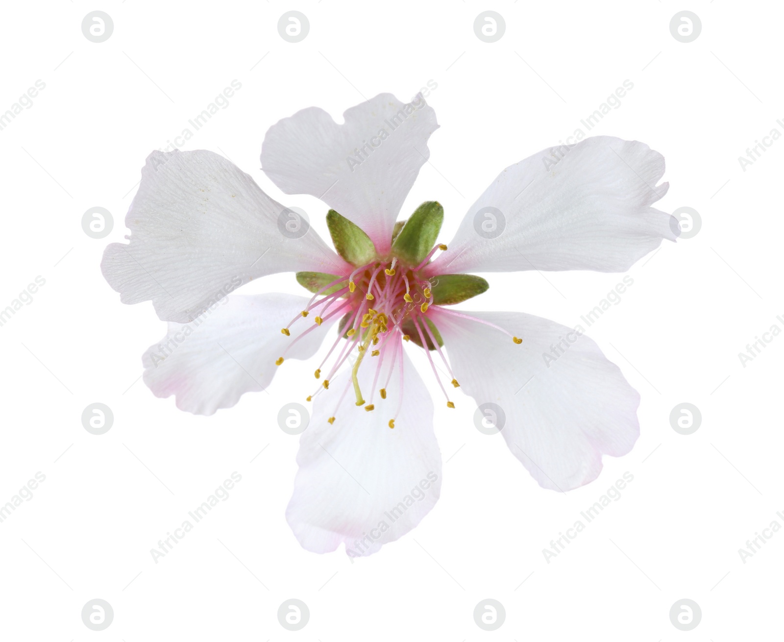 Photo of Beautiful spring tree blossom isolated on white