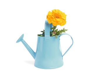 Photo of Beautiful marigold flower in watering can isolated on white