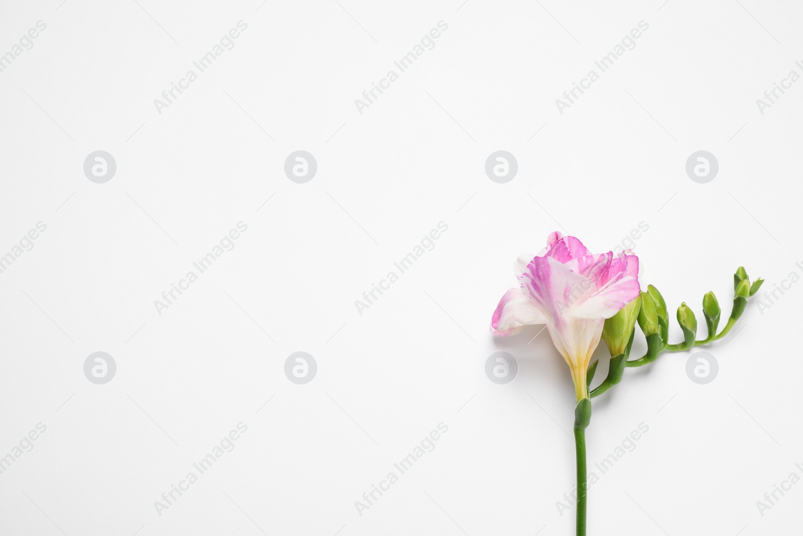 Photo of Beautiful blooming pink freesia on white background, top view. Space for text