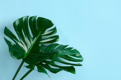 Photo of Beautiful monstera leaves on light blue background, space for text. Tropical plant