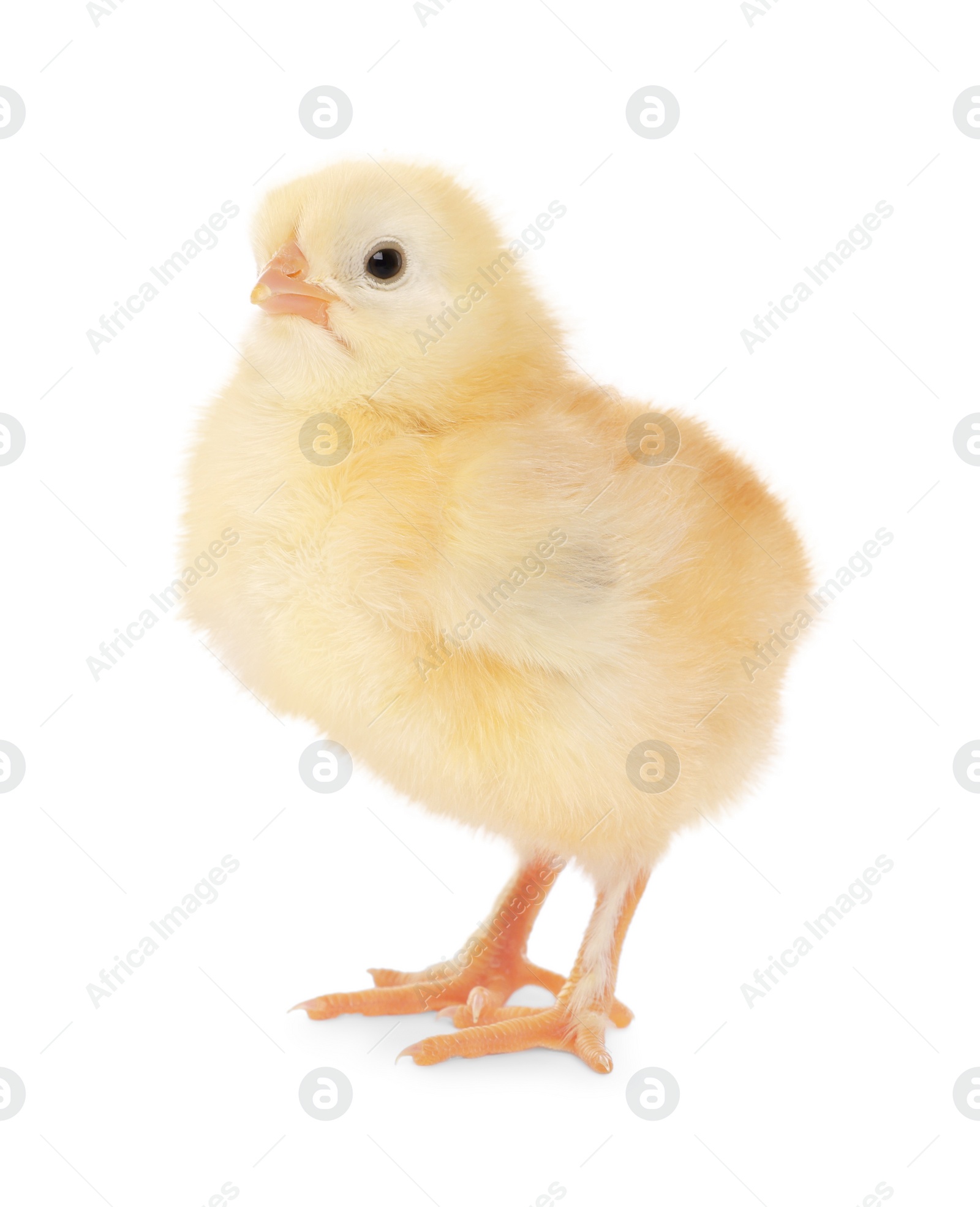 Photo of Cute fluffy baby chicken on white background