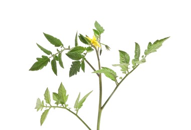 Tomato plant with flower and green leaves isolated on white