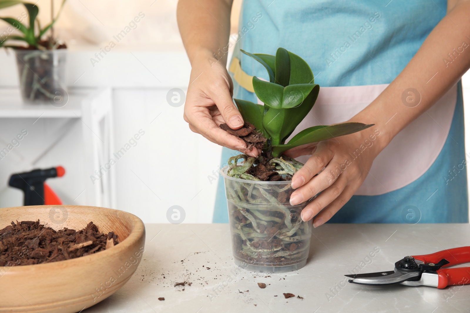 Photo of Woman transplanting orchid plant on table, closeup