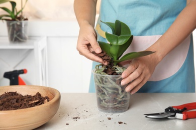 Woman transplanting orchid plant on table, closeup