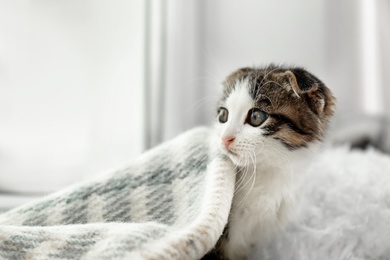 Photo of Adorable little kitten under plaid indoors. Space for text