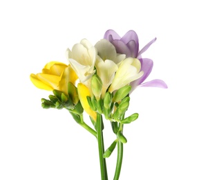 Photo of Beautiful freesia with fragrant flowers on white background