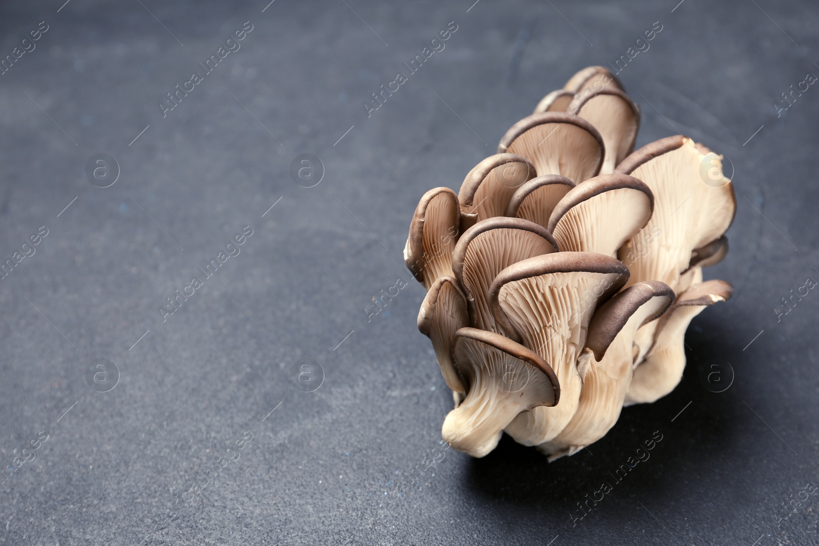 Photo of Delicious organic oyster mushrooms on grey background, space for text