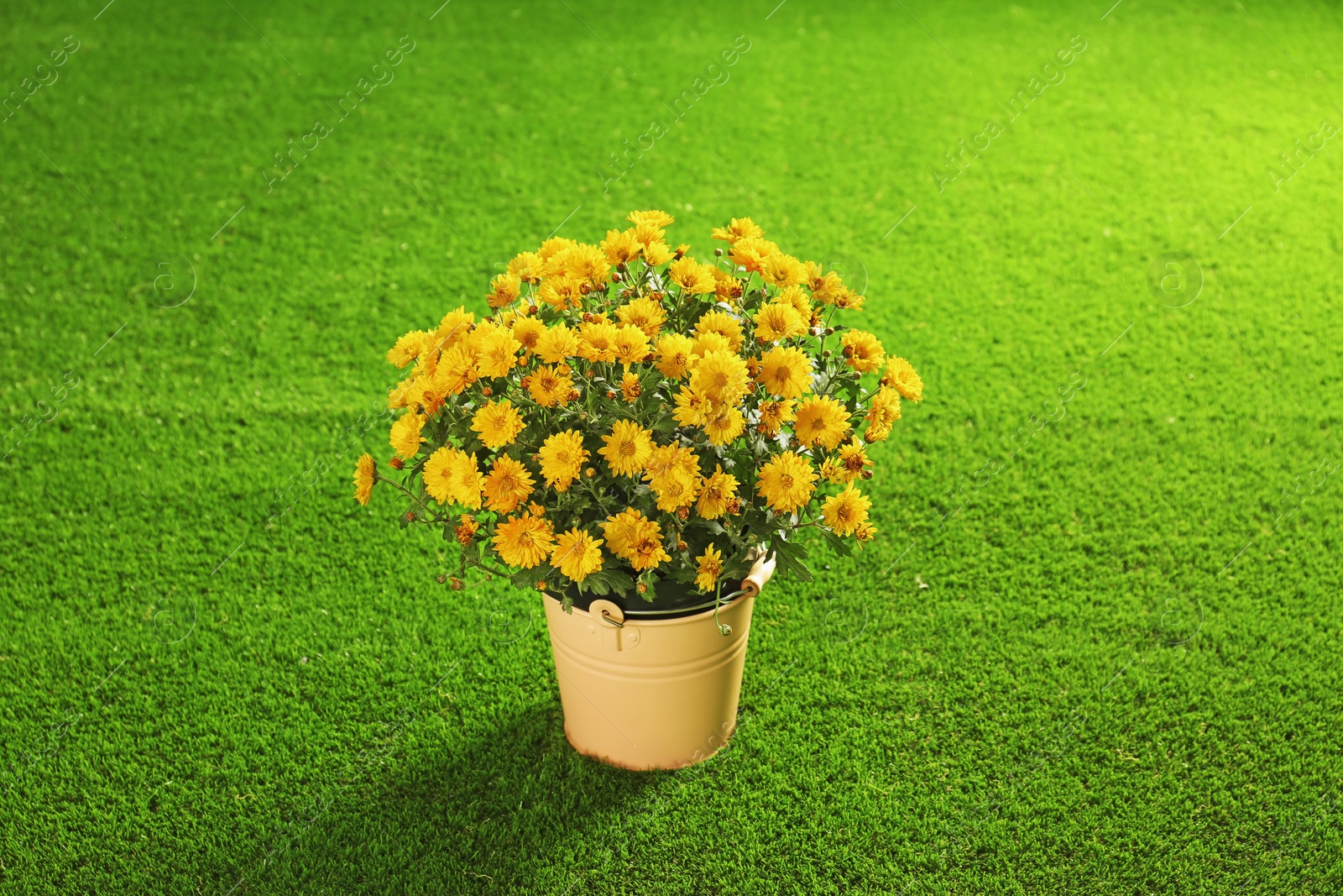 Photo of Beautiful chrysanthemum flowers in small bucket on artificial lawn