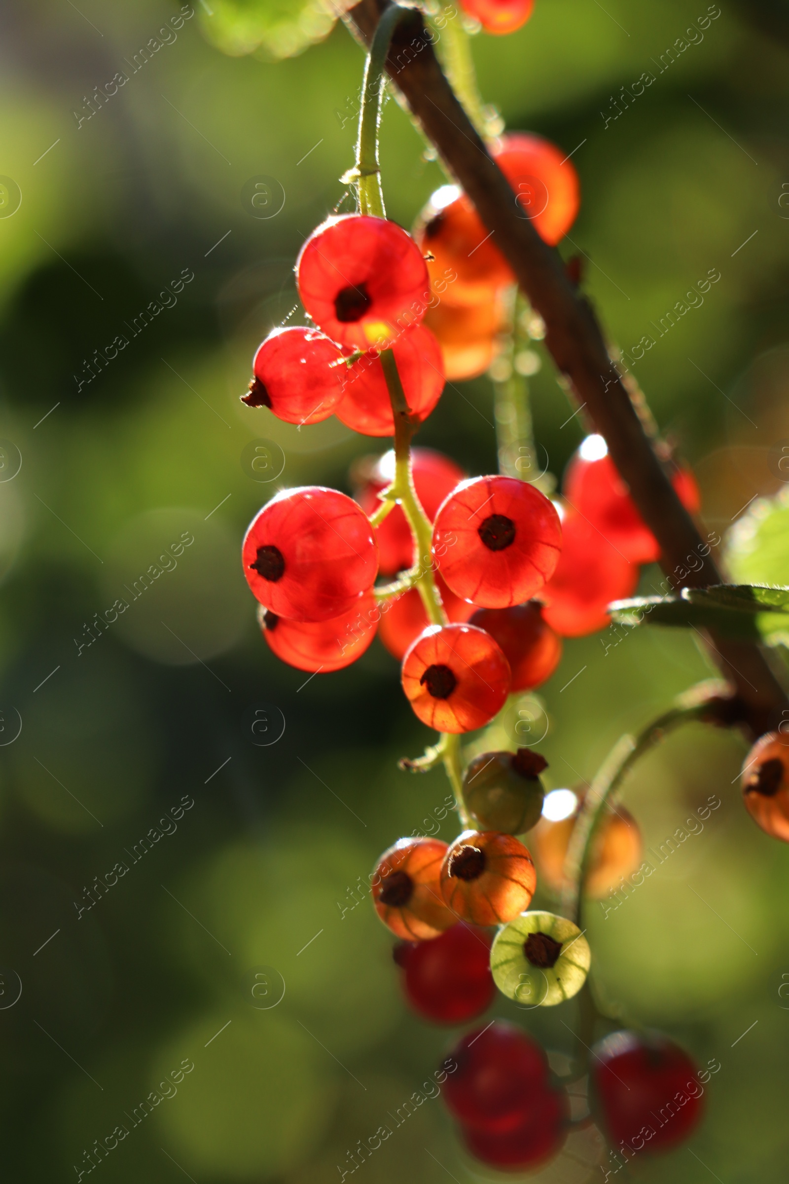 Photo of Closeup view of red currant bush with ripening berries outdoors on sunny day