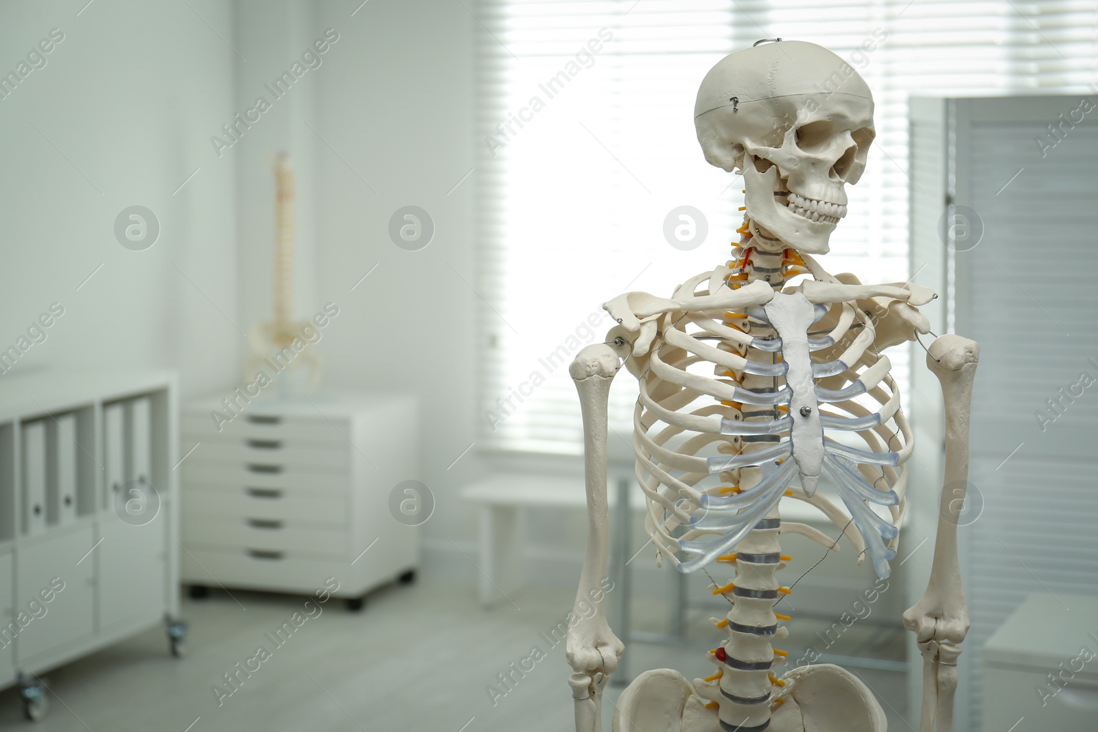 Photo of Human skeleton model in orthopedist's office. Space for text