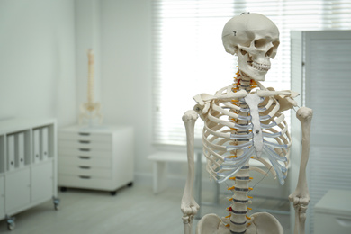 Human skeleton model in orthopedist's office. Space for text