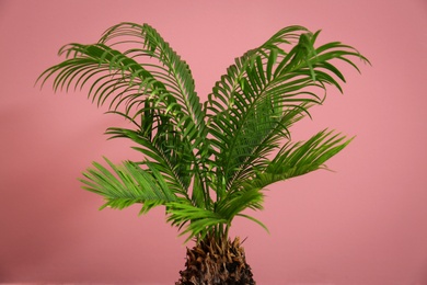 Photo of Tropical palm tree with green leaves on color background