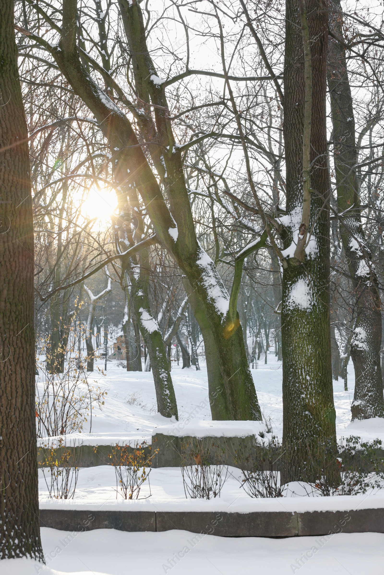 Photo of Sunbeams shining through trees in snowy park