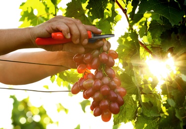 Man cutting bunch of fresh ripe juicy grapes with pruner outdoors, closeup