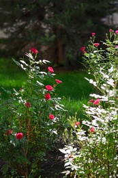 Beautiful blooming rose bushes outdoors on sunny day