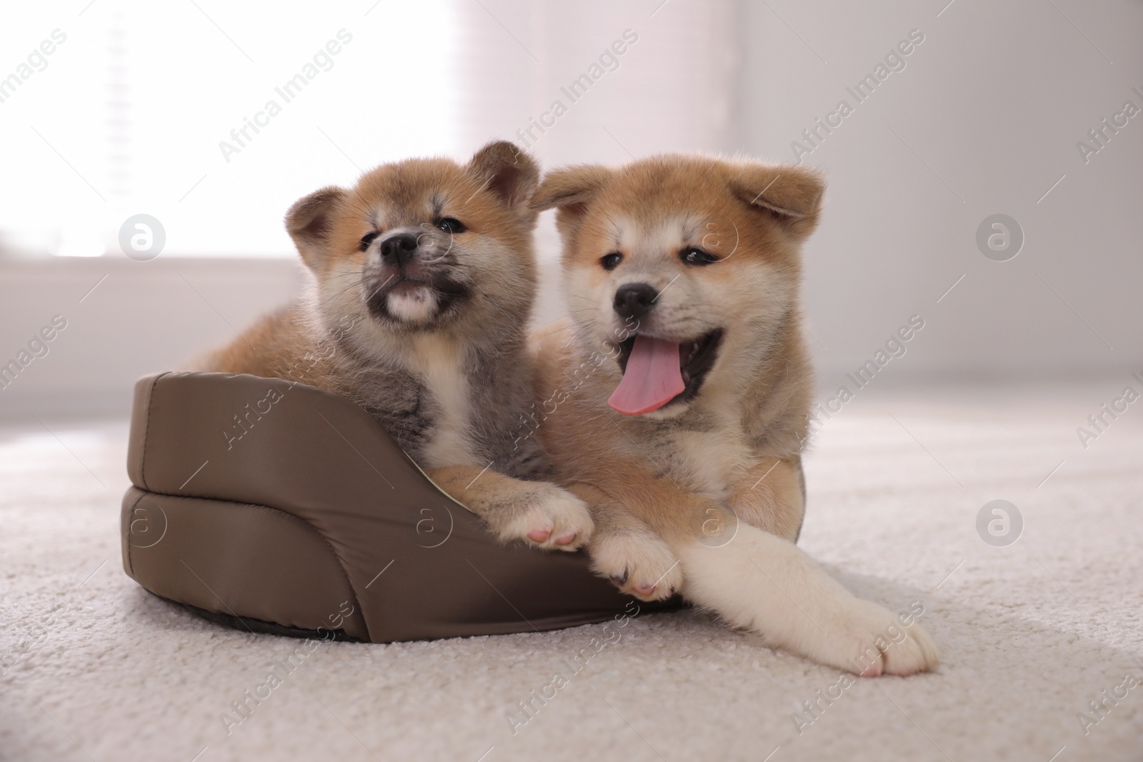 Photo of Adorable Akita Inu puppies in dog bed indoors