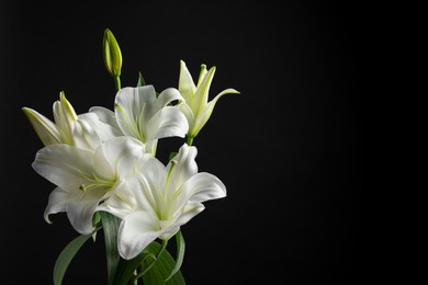 Photo of Beautiful white lily flowers on black background, space for text