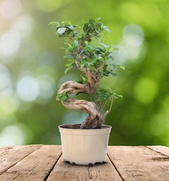 Image of Beautiful bonsai tree in pot on wooden table outdoors