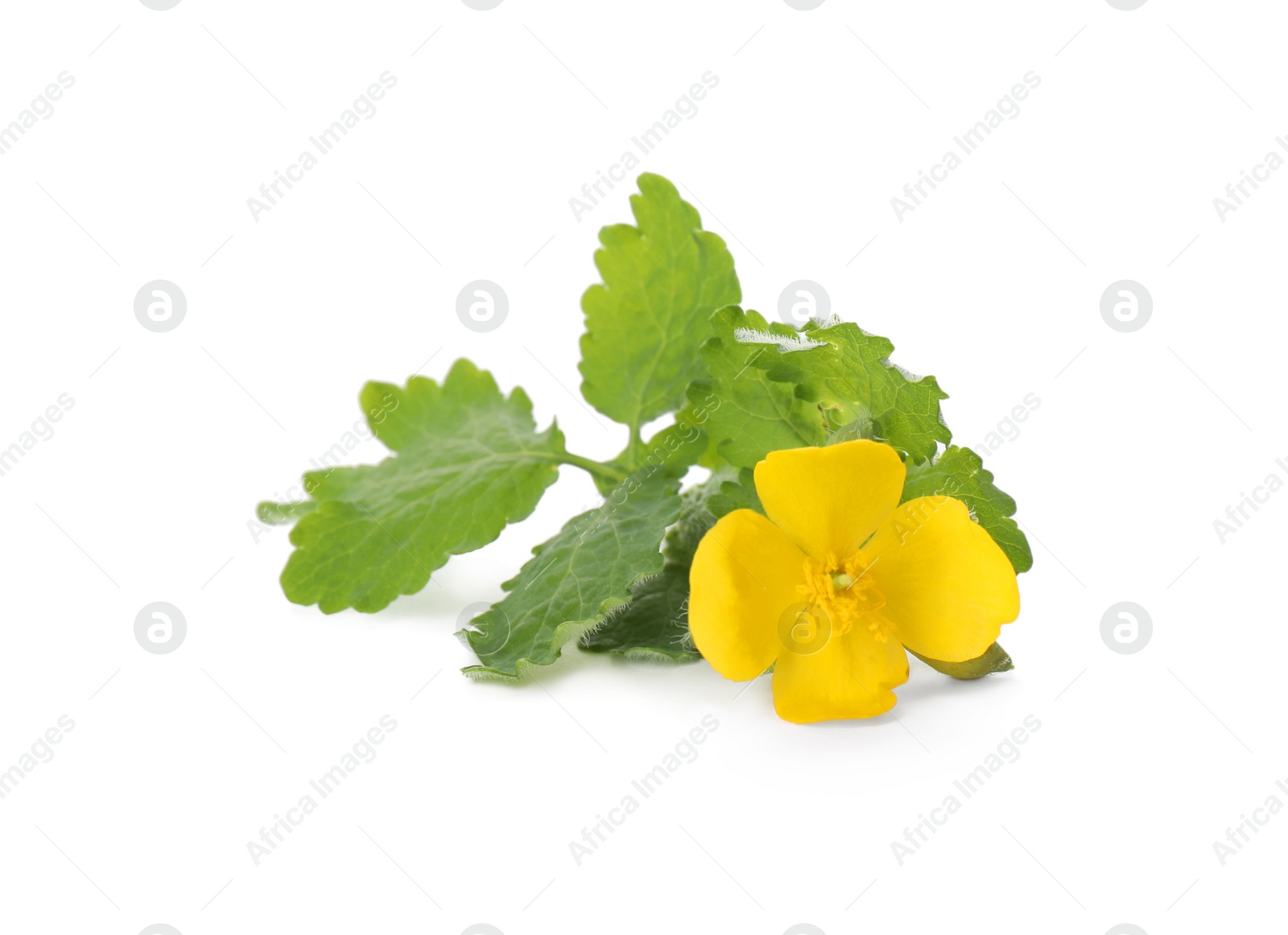 Photo of Celandine with yellow flower and green leaves isolated on white