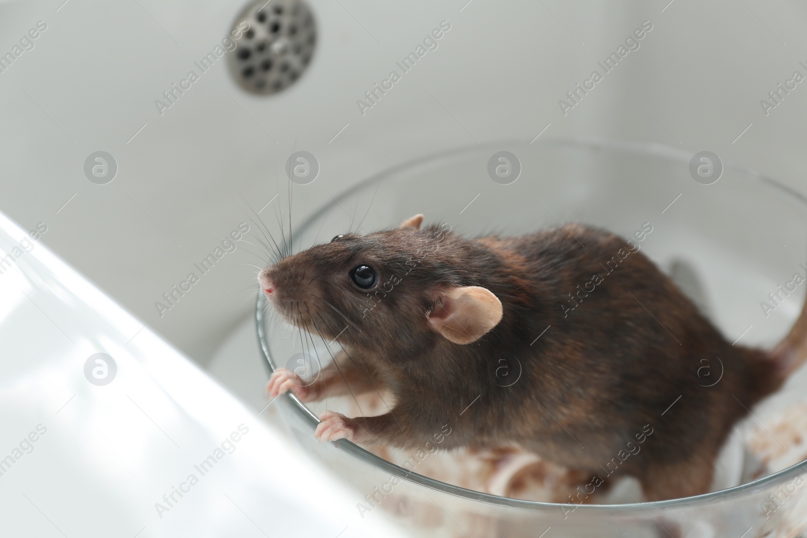 Photo of Rat and dirty dishes in kitchen sink. Pest control