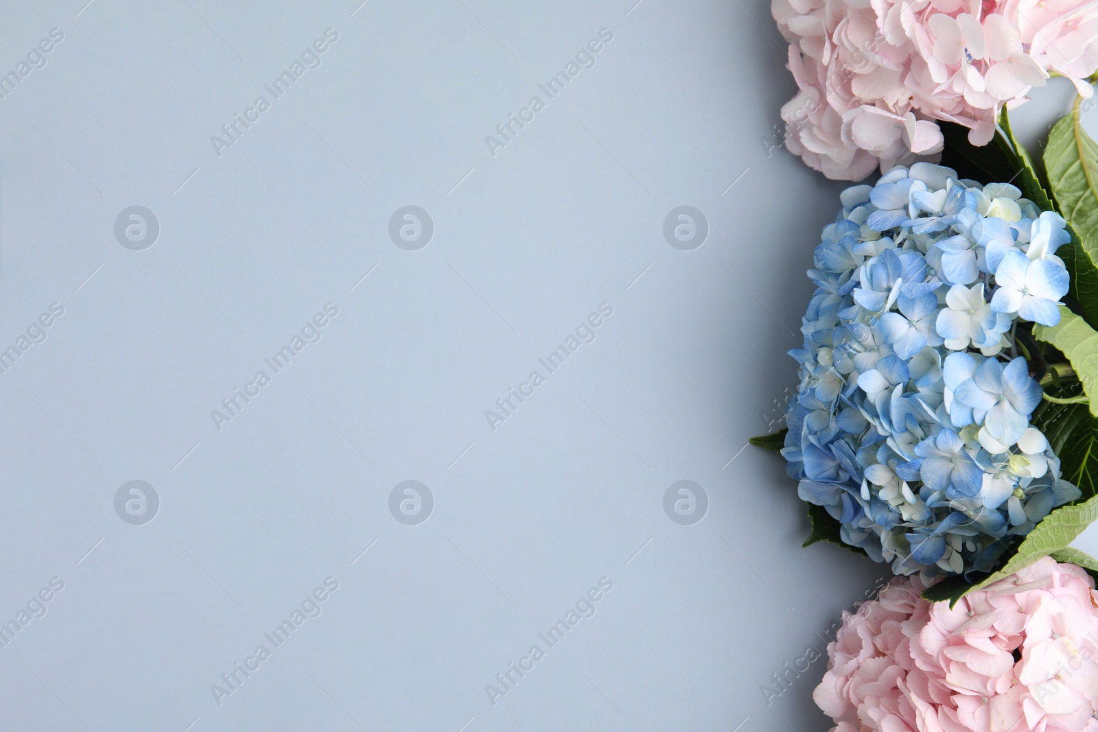 Photo of Beautiful hydrangea flowers on gray background, top view. Space for text