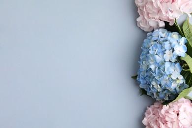 Beautiful hydrangea flowers on gray background, top view. Space for text