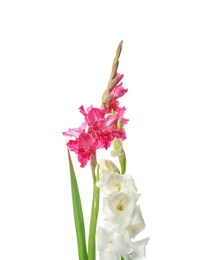 Photo of Beautiful gladiolus flowers on white background