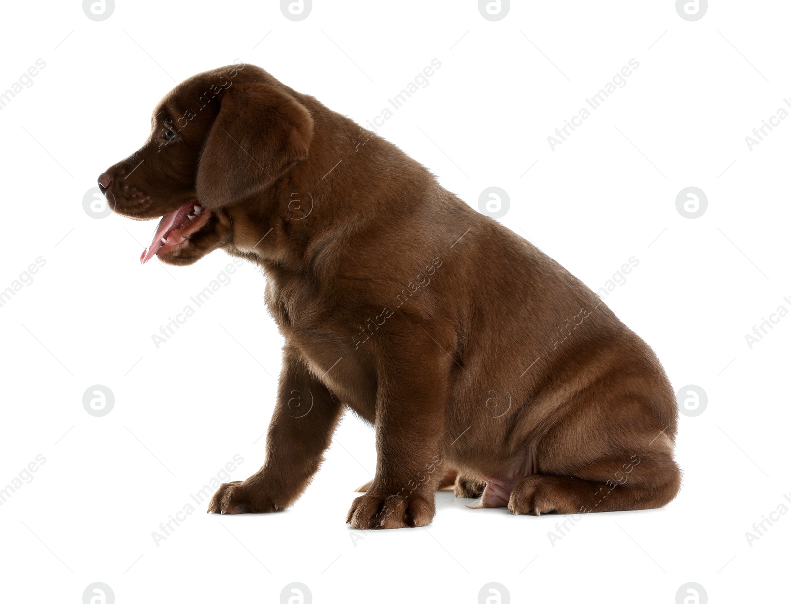 Photo of Chocolate Labrador Retriever puppy on white background