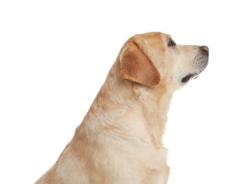 Photo of Yellow labrador retriever on white background. Adorable pet