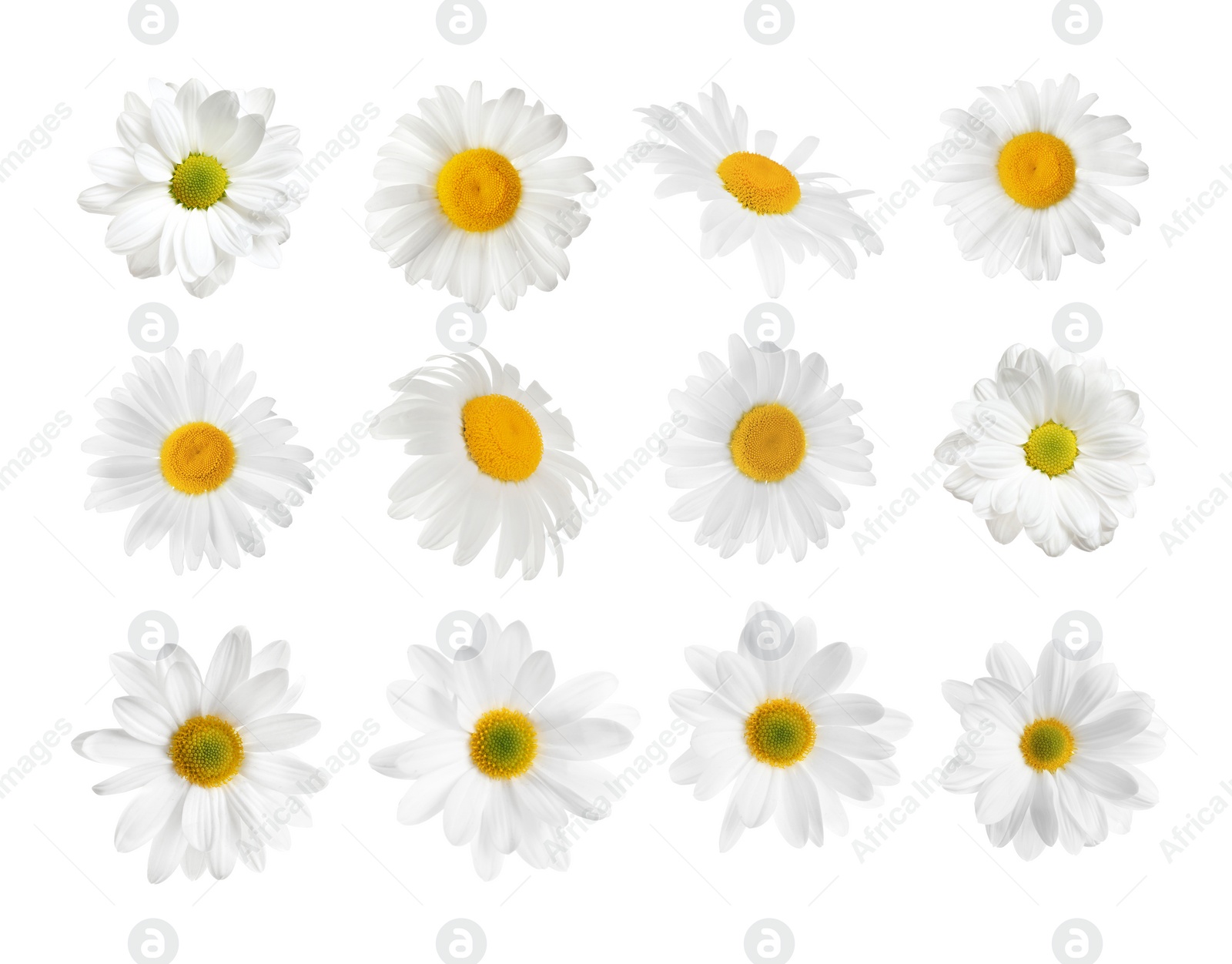 Image of Set of beautiful chamomile flowers on white background