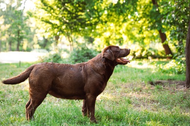 Photo of Cute Chocolate Labrador Retriever in green summer park