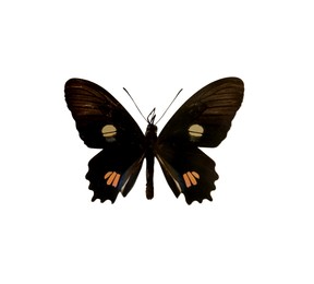 Image of Beautiful fragile exotic butterfly on white background