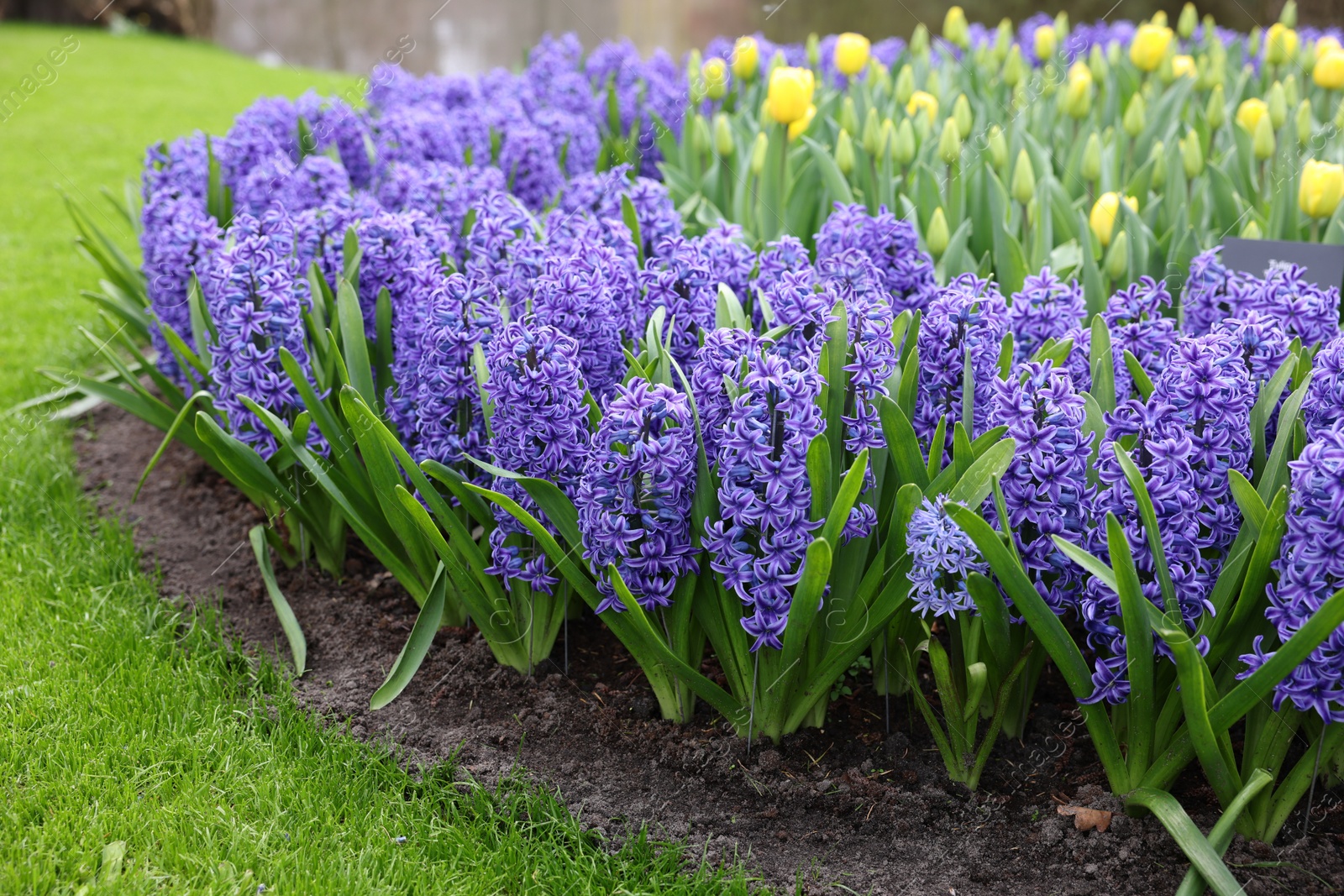 Photo of Beautiful hyacinth and tulip flowers growing outdoors