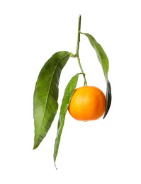 Photo of One fresh tangerine with green leaves isolated on white