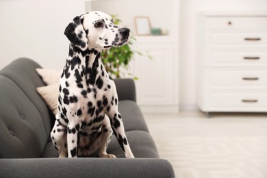 Photo of Adorable Dalmatian dog sitting on couch indoors, space for text