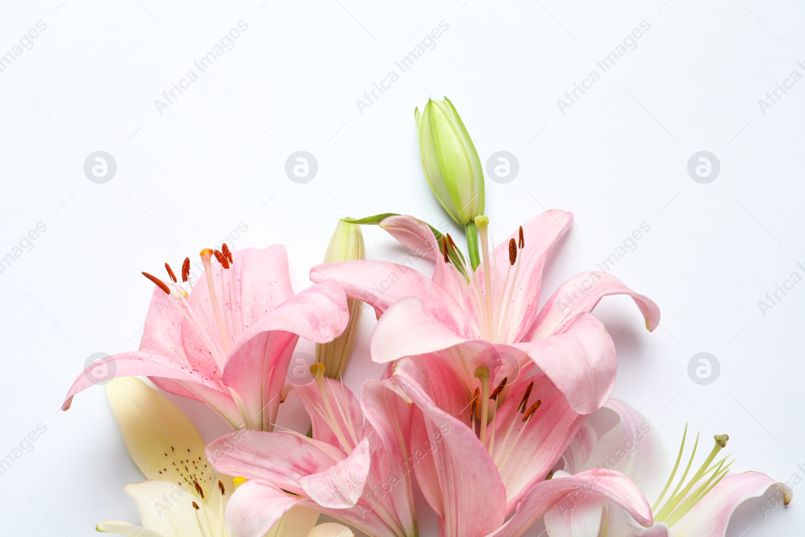 Photo of Composition with beautiful blooming lily flowers on white background