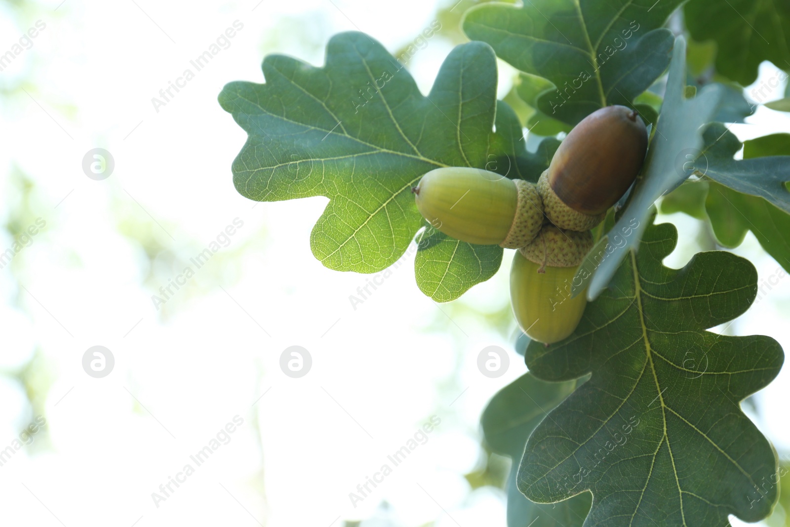 Photo of Closeup view of oak with green leaves and acorns outdoors