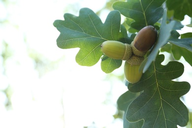 Photo of Closeup view of oak with green leaves and acorns outdoors