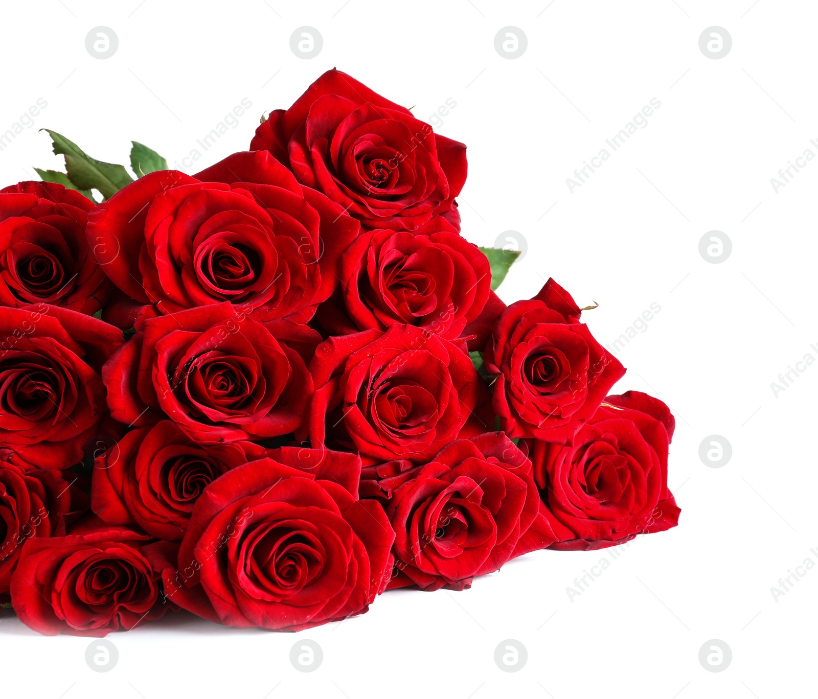 Photo of Beautiful red rose flowers on white background