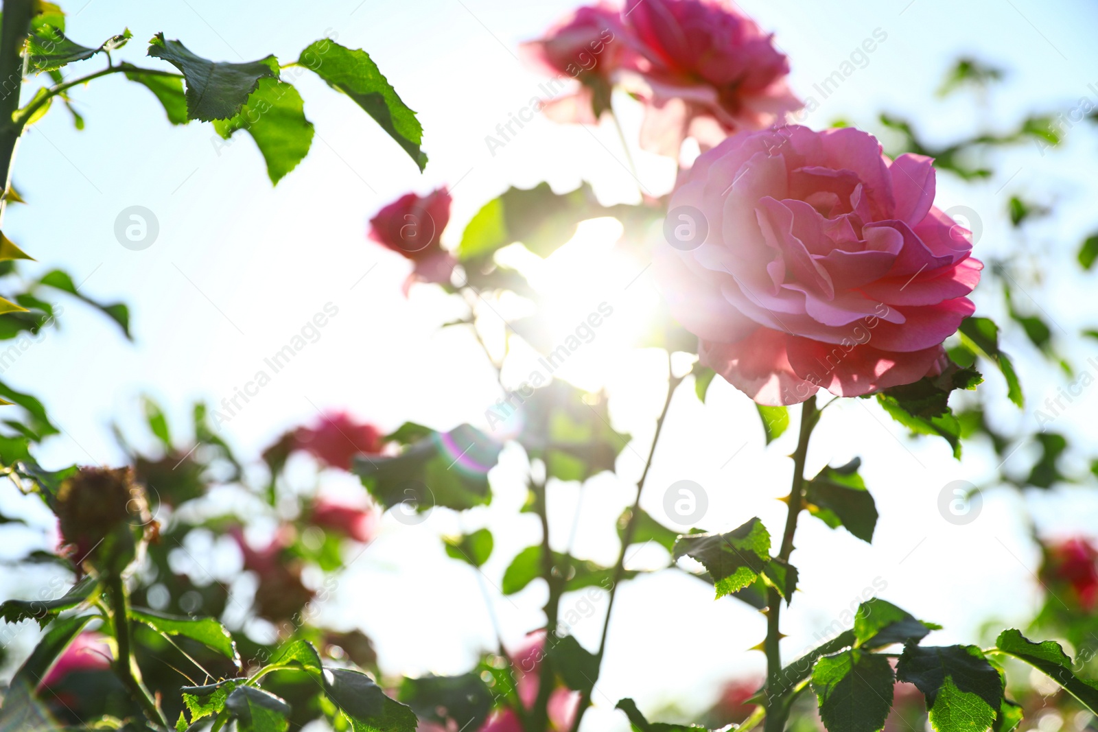 Photo of Green bush with beautiful roses in blooming garden on sunny day