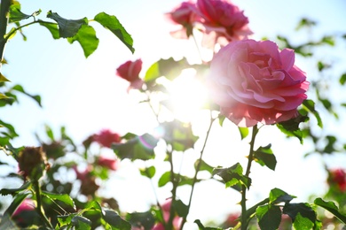 Green bush with beautiful roses in blooming garden on sunny day