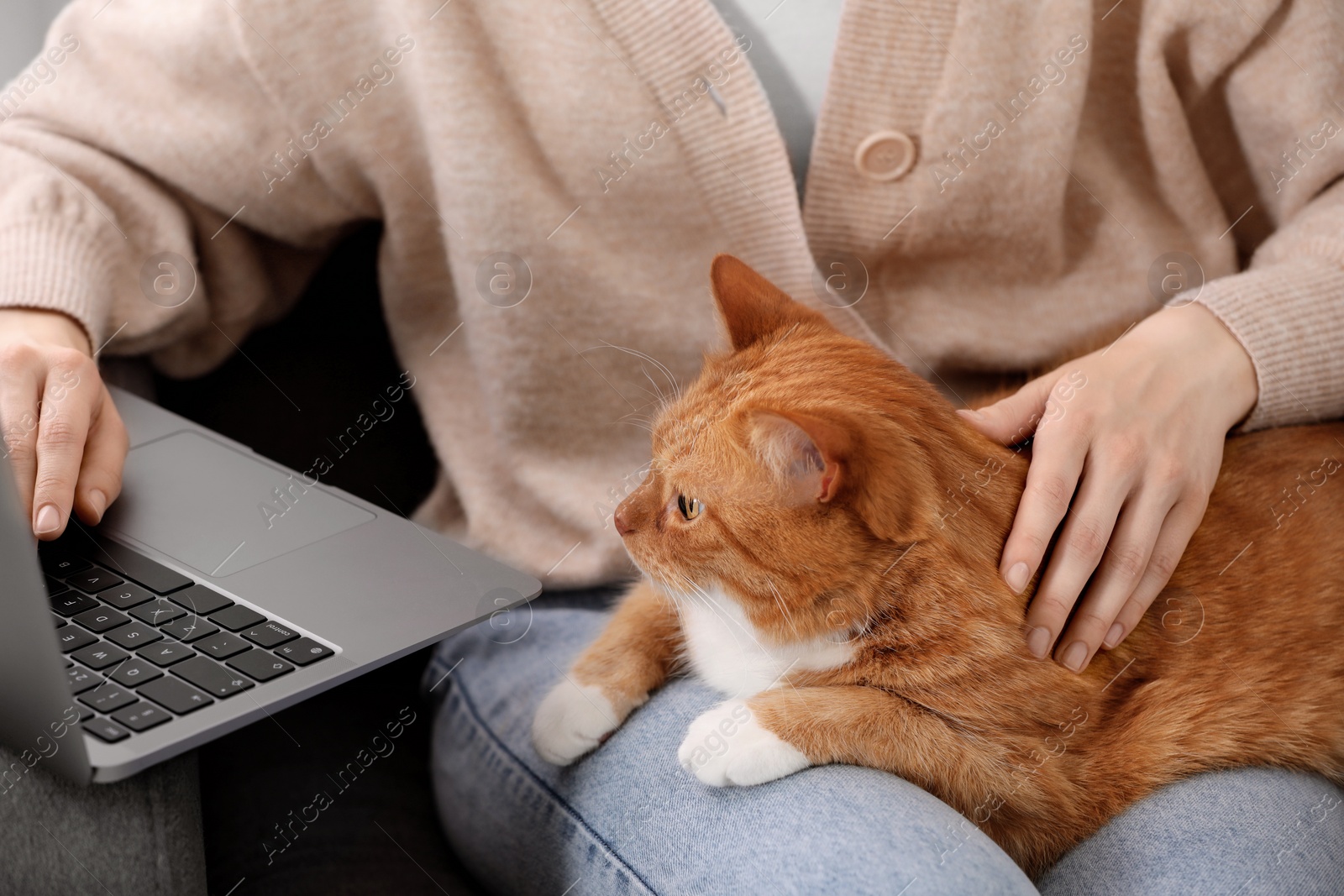 Photo of Woman with cat working in armchair, closeup. Home office