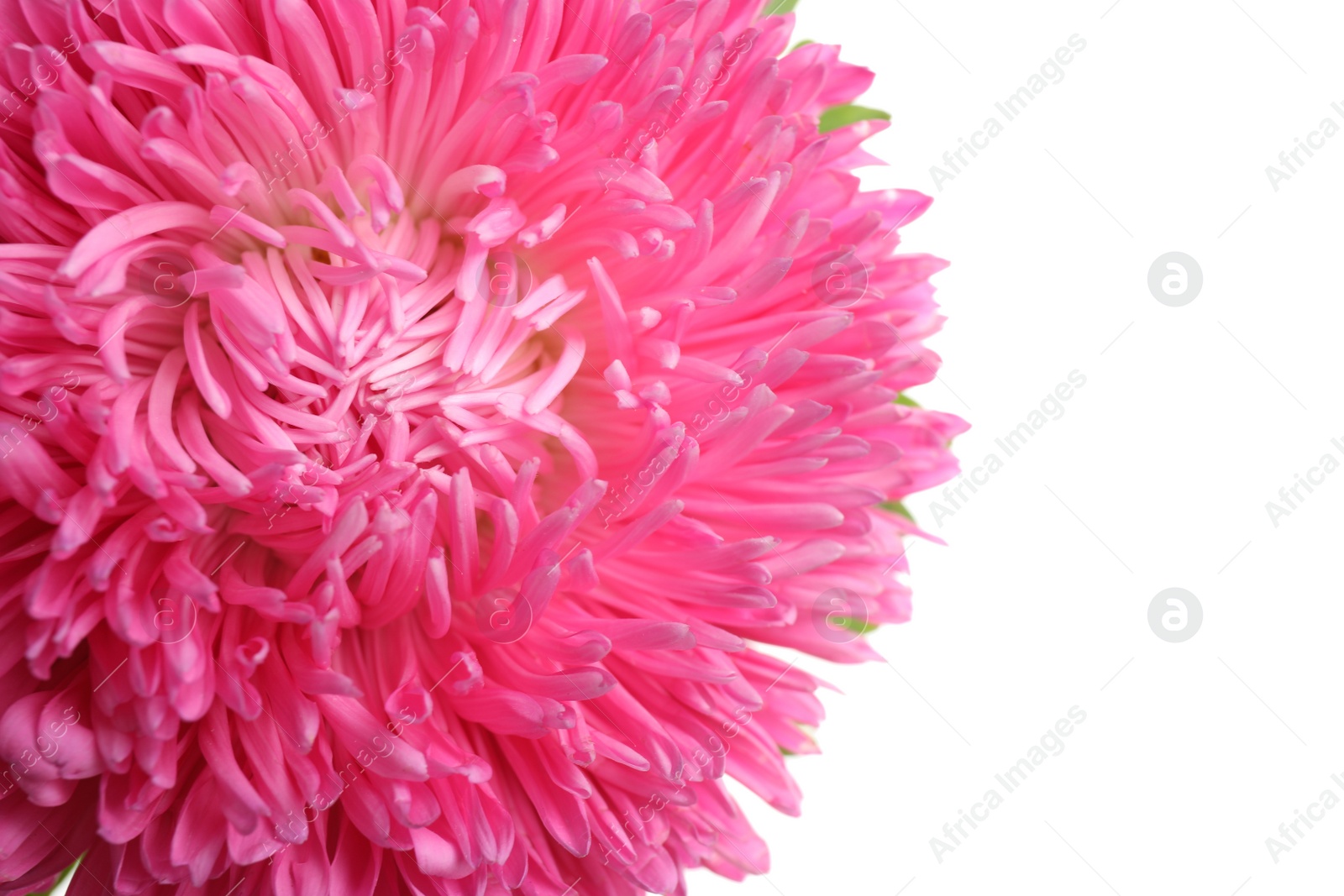 Photo of Beautiful pink aster flower on white background, closeup