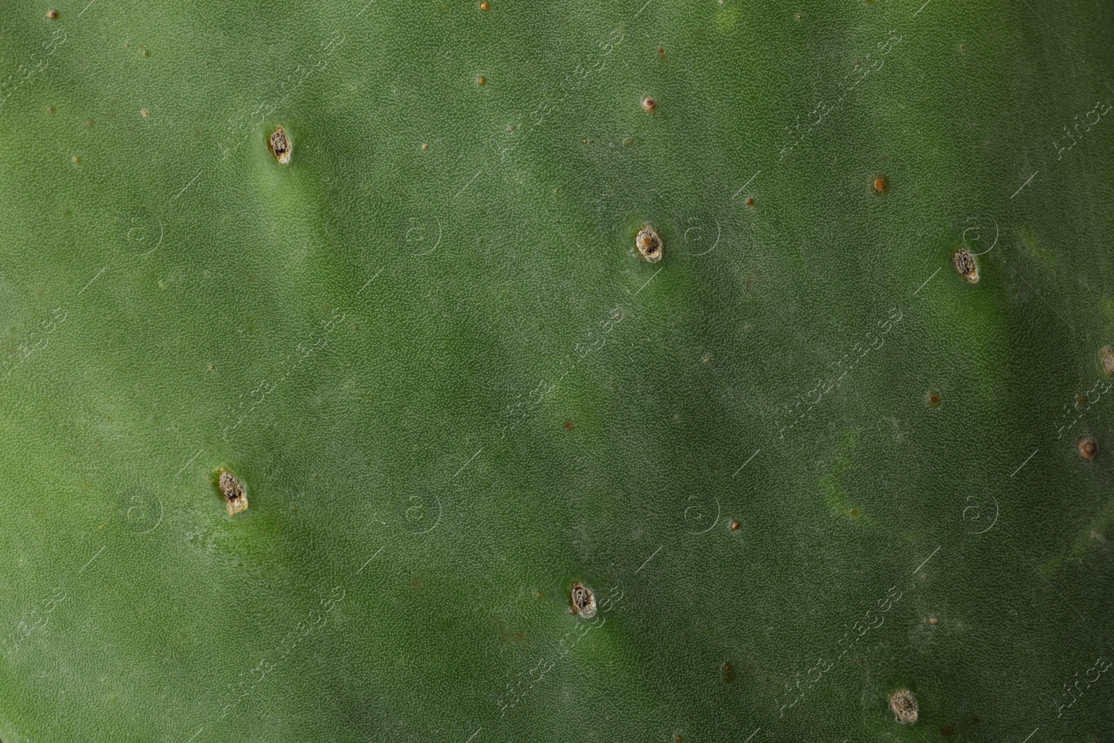 Photo of Closeup view of beautiful cactus as background. Tropical plant