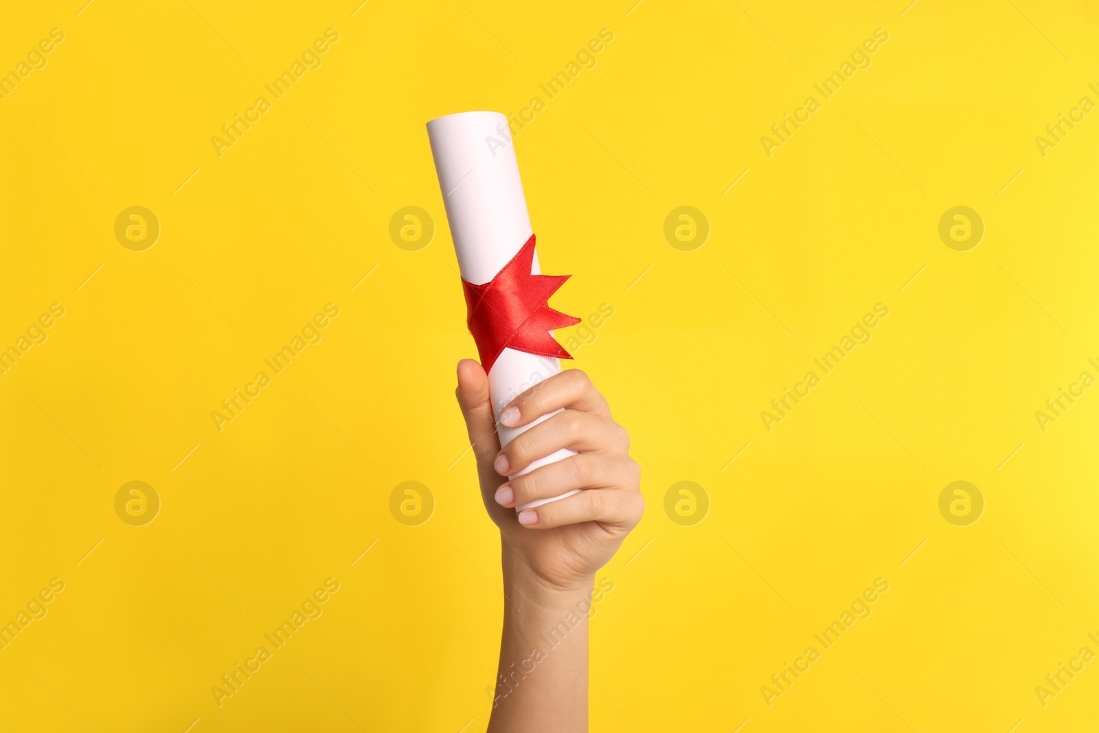 Photo of Student holding rolled diploma with red ribbon on yellow background, closeup