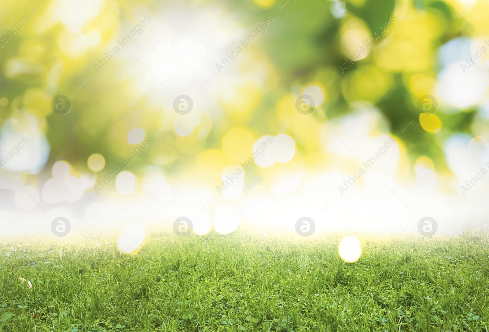 Image of Vibrant green grass outdoors on sunny day