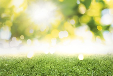 Vibrant green grass outdoors on sunny day